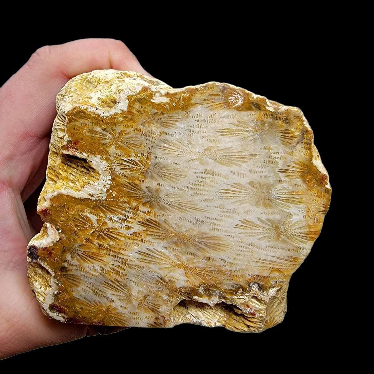 Polished Indonesian Fossil Coral Display Specimen! - LapidaryCentral
