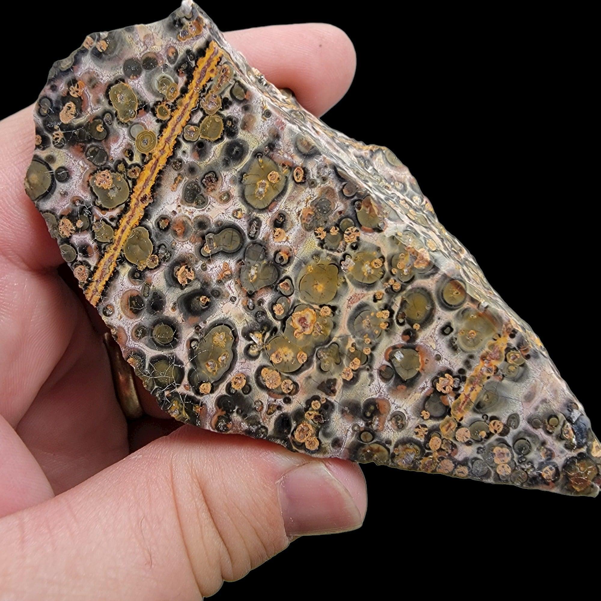 Polished Leopard Skin Rhyolite Display Specimen! - LapidaryCentral