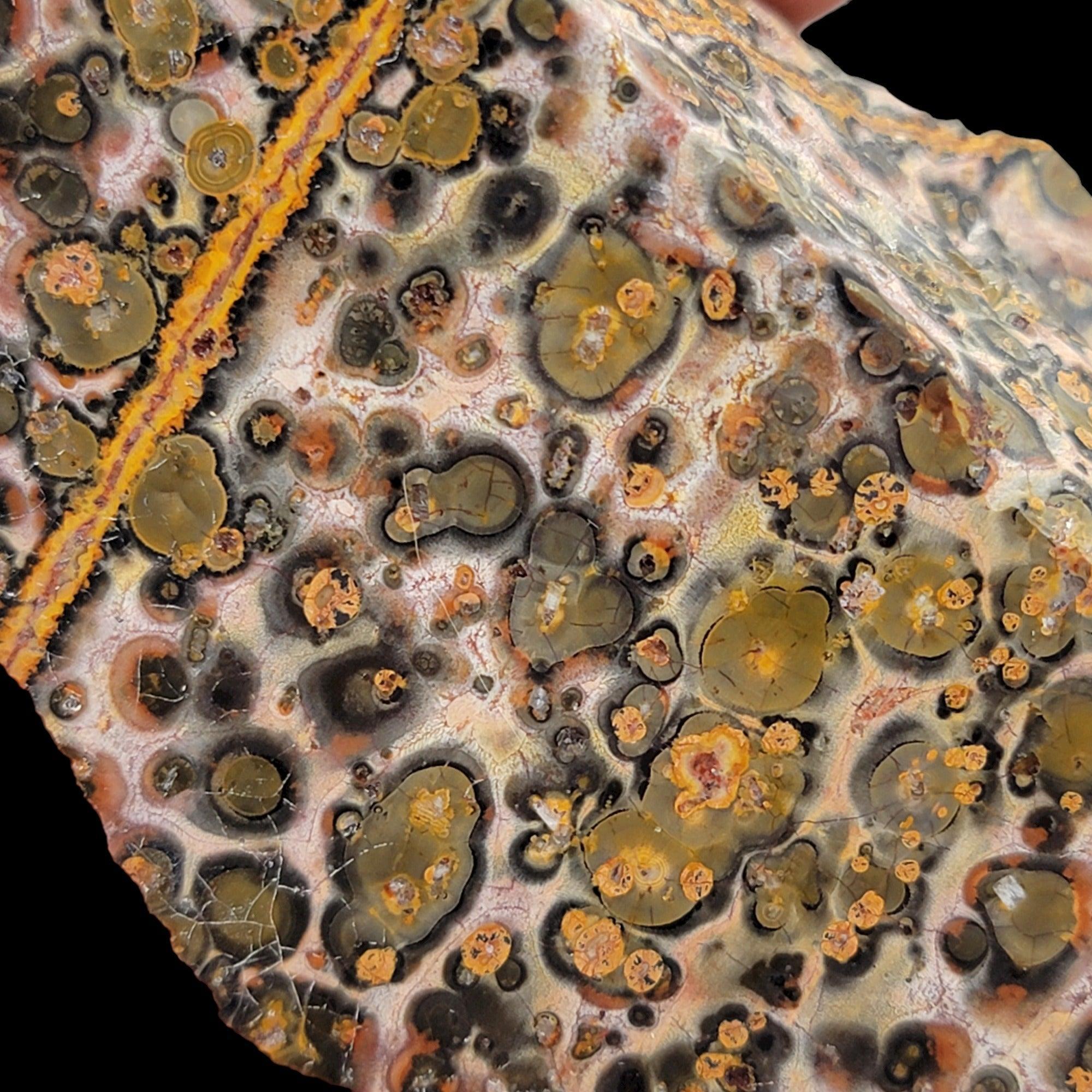 Polished Leopard Skin Rhyolite Display Specimen! - LapidaryCentral