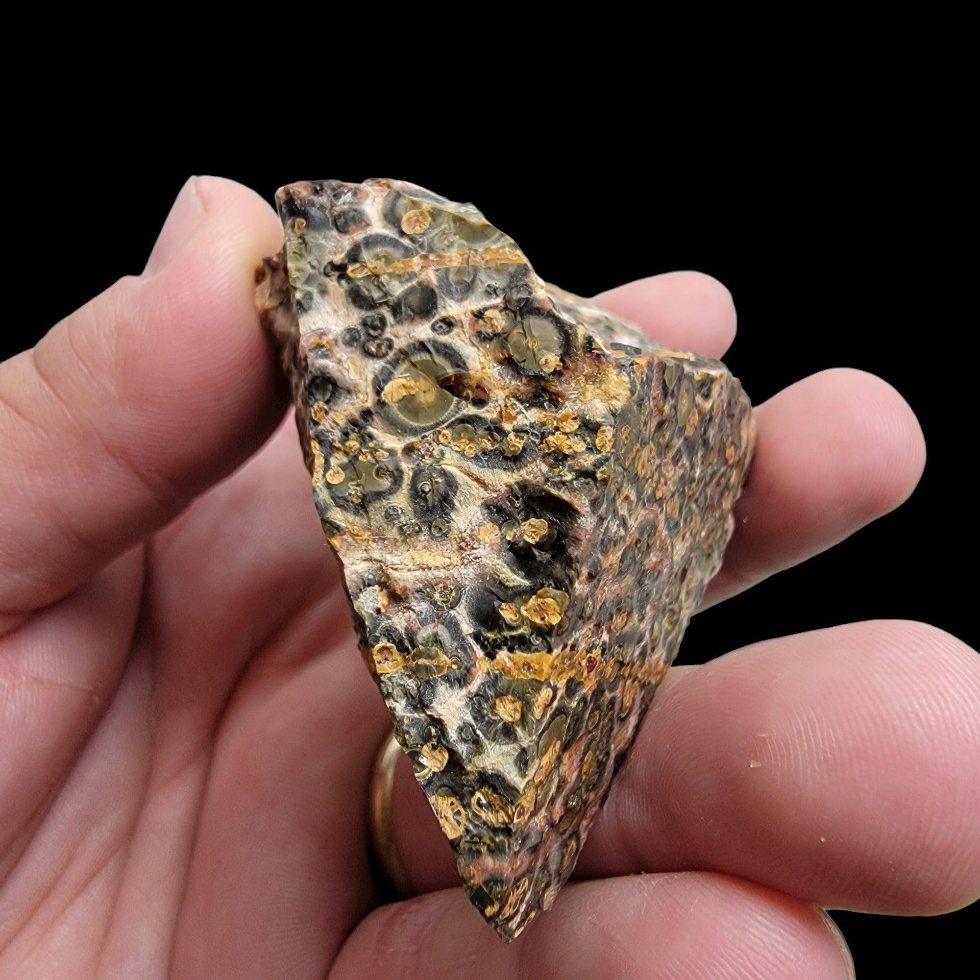 Polished Leopard Skin Rhyolite Display Specimen! - LapidaryCentral