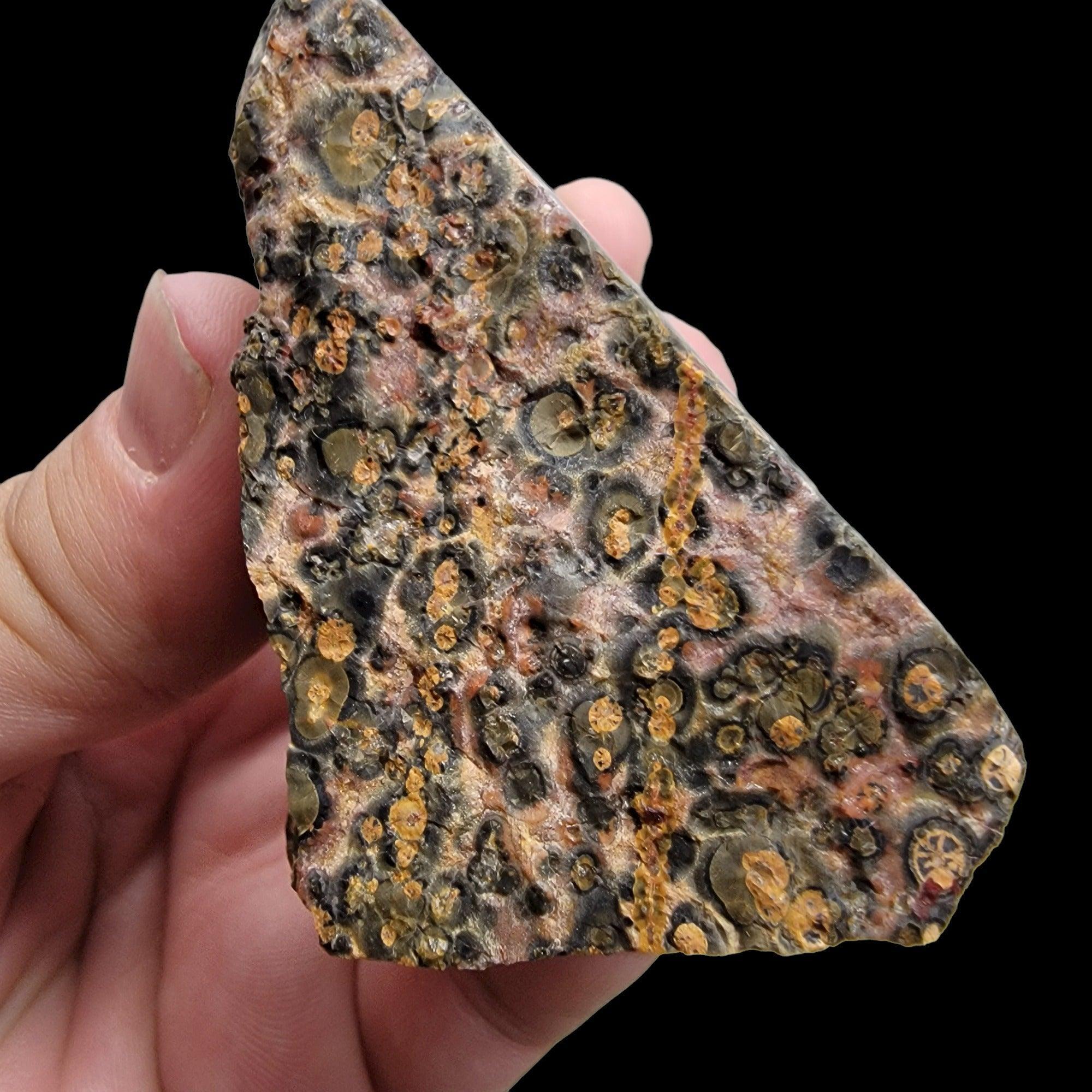 Polished Leopard Skin Rhyolite Display Specimen! - LapidaryCentral