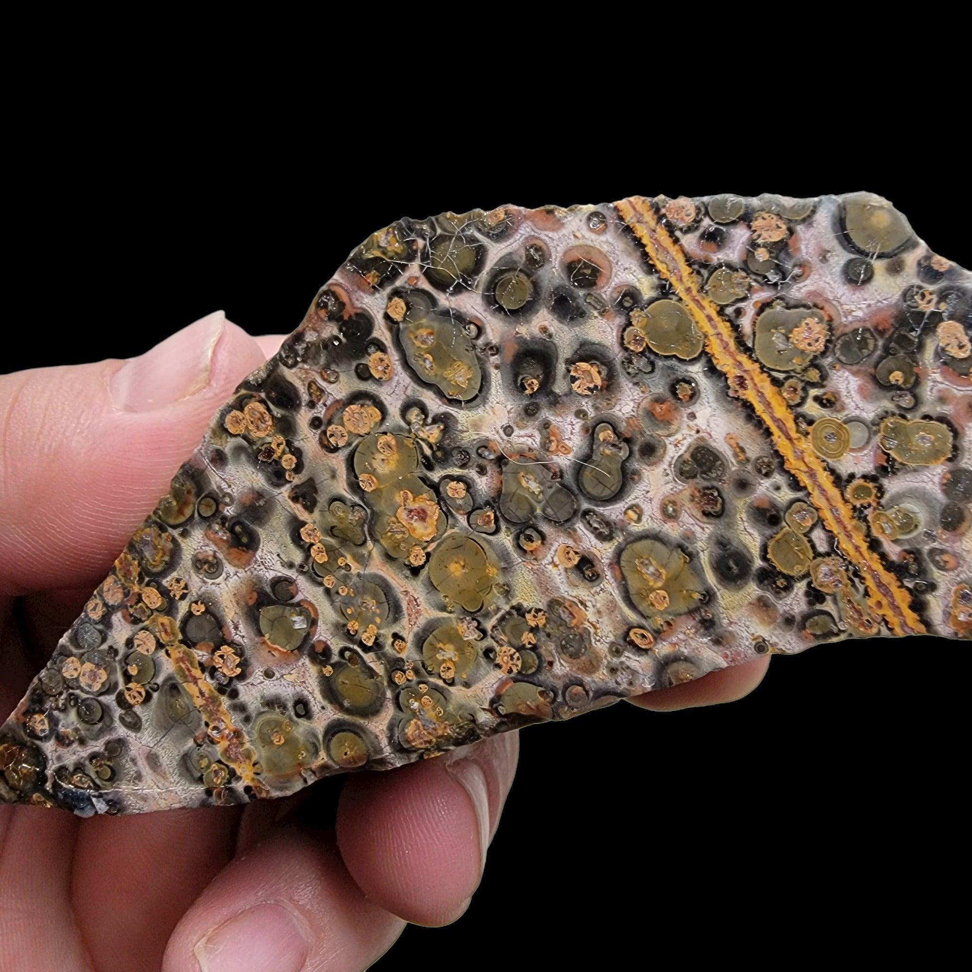 Polished Leopard Skin Rhyolite Display Specimen! - LapidaryCentral