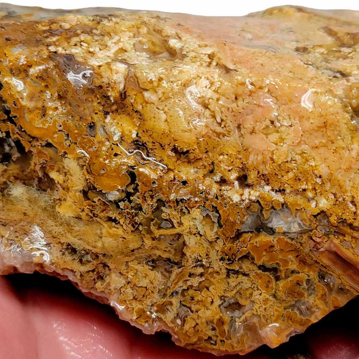 Eagle Rock Plume Agate Rough Chunk! - LapidaryCentral