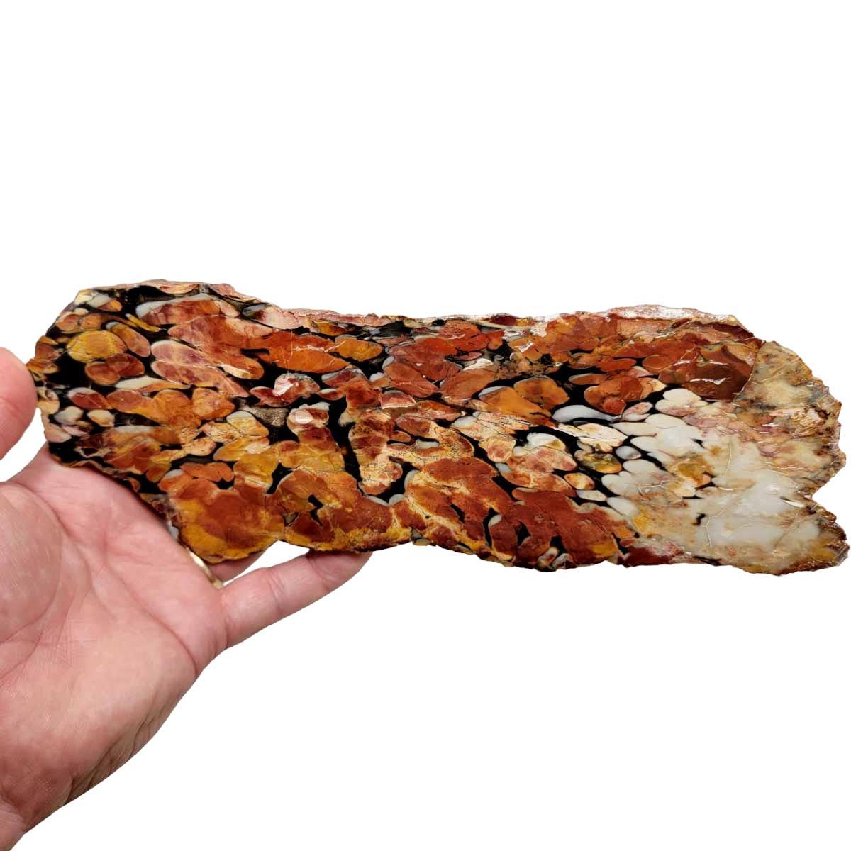 RARE Australian Peanut Wood End Cut Rough!