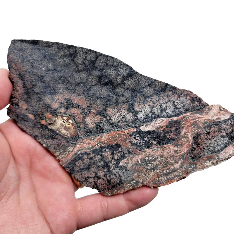Flower Obsidian Slab!  Lapidary Stone Slab! Fireworks Obsidian - LapidaryCentral