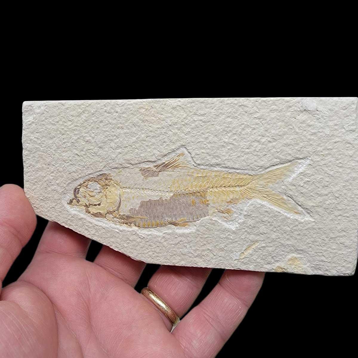 Fossil Knightia Fish Plate Fossil Specimen! 90% Whole and completely authentic! - LapidaryCentral