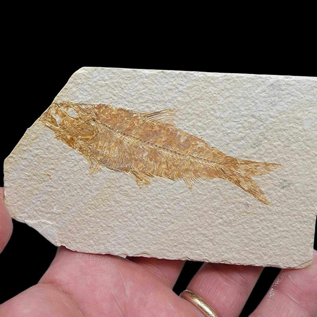 Knightia Fossil Fish Plate – Authentic Green River Specimen – 90%+ Who
