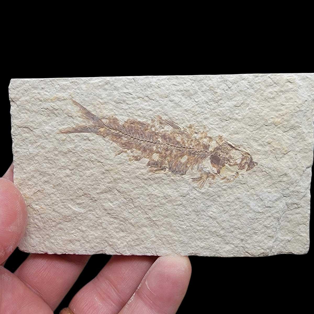 Fossil Knightia Fish Plate Fossil Specimen! 90% Whole and completely authentic! - LapidaryCentral