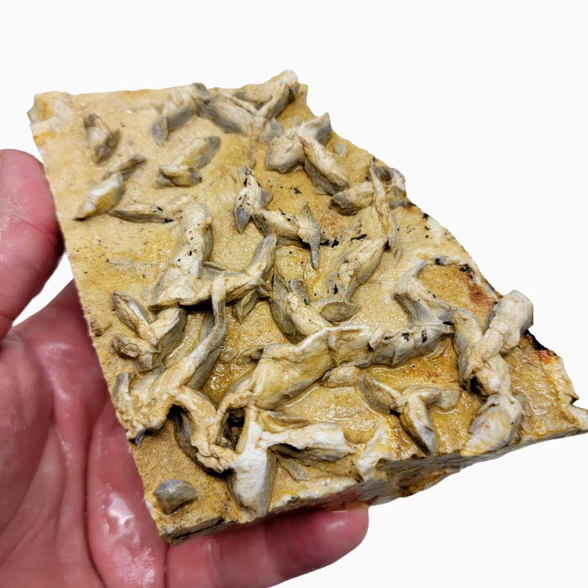 Turkey Track Chicken Track Relative Display Rough Chunk! - Lapidary Central