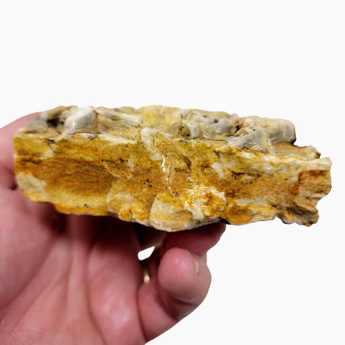 Turkey Track Chicken Track Relative Display Rough Chunk! - Lapidary Central