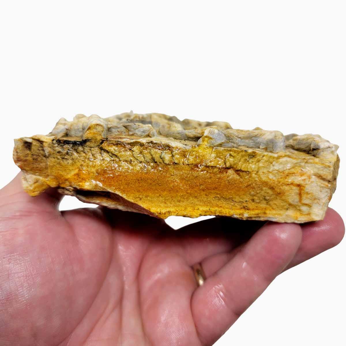 Turkey Track Chicken Track Relative Display Rough Chunk! - Lapidary Central