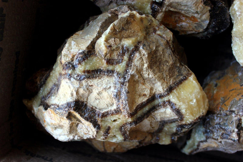 Septarian Nodule Bacteria Dissolved Calcite Fossil Flatrate Rough! - LapidaryCentral