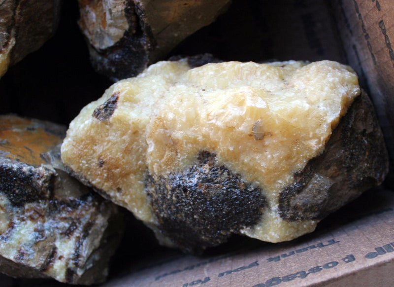 Septarian Nodule Bacteria Dissolved Calcite Fossil Flatrate Rough! - LapidaryCentral