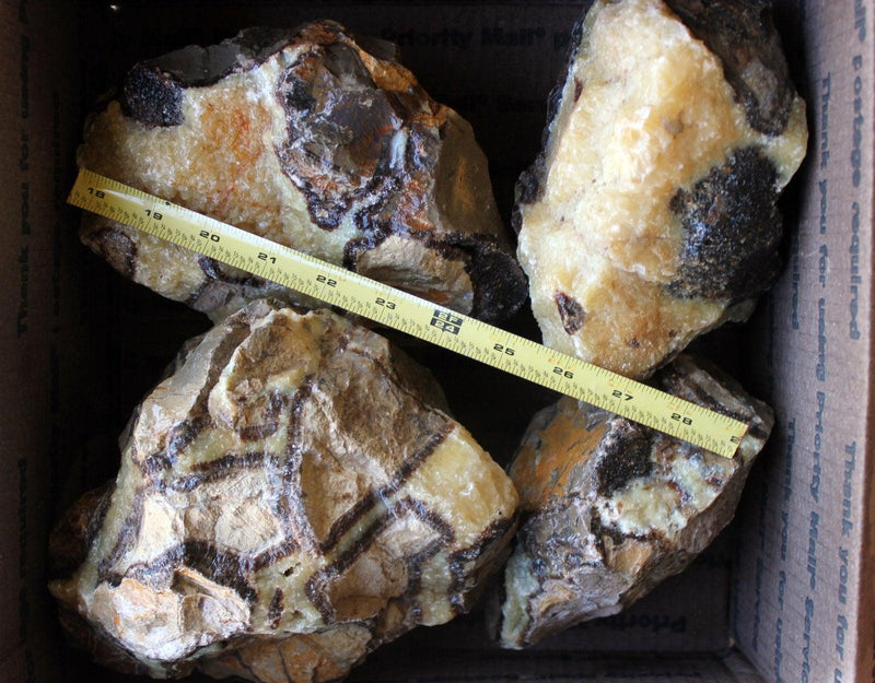 Septarian Nodule Bacteria Dissolved Calcite Fossil Flatrate Rough! - LapidaryCentral