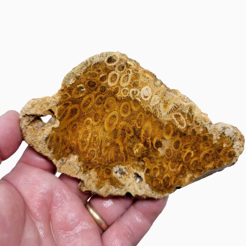 Indonesian Fossil Coral Slab!  Lapidary Stone Slab! - LapidaryCentral