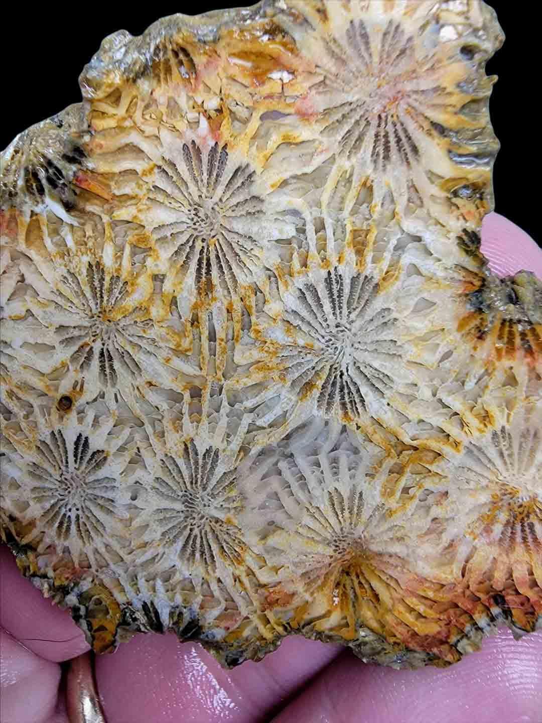 Indonesian Fossil Coral Slab!  Lapidary Stone Slab! - LapidaryCentral