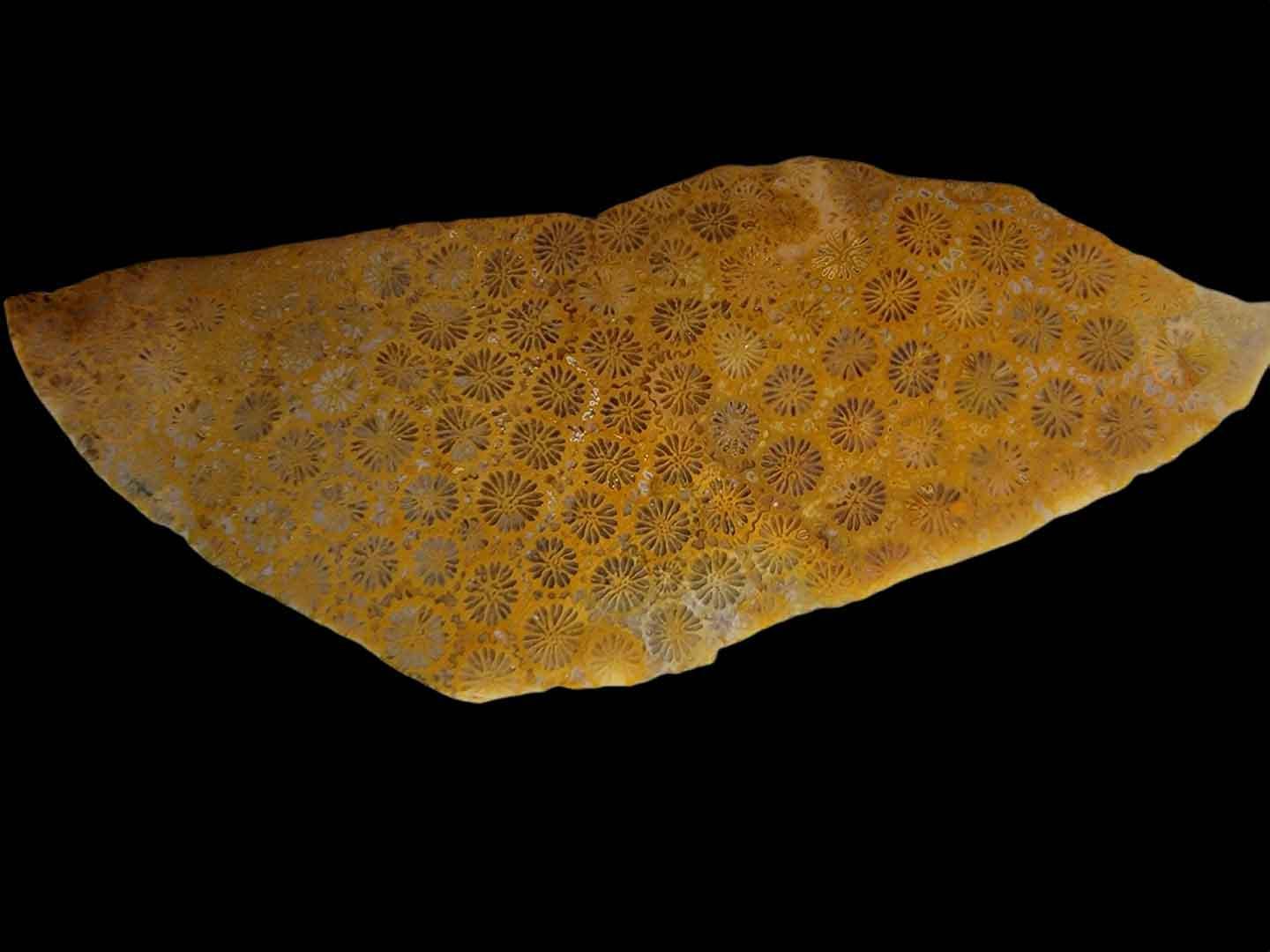 Indonesian Fossil Coral Slab!  Lapidary Stone Slab! - LapidaryCentral