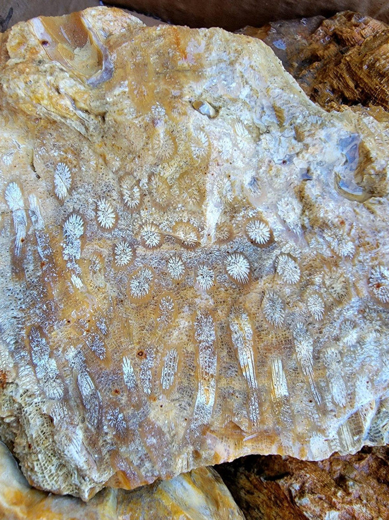 Indonesian Fossil Coral Rough Flatrate! - LapidaryCentral