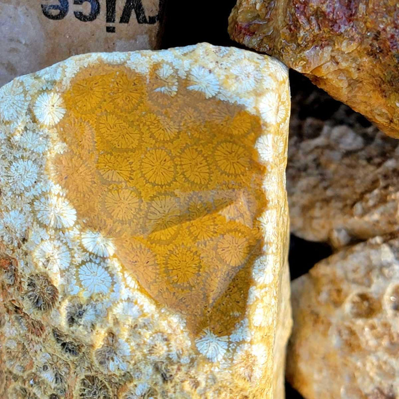 Indonesian Fossil Coral Rough Flatrate! - LapidaryCentral