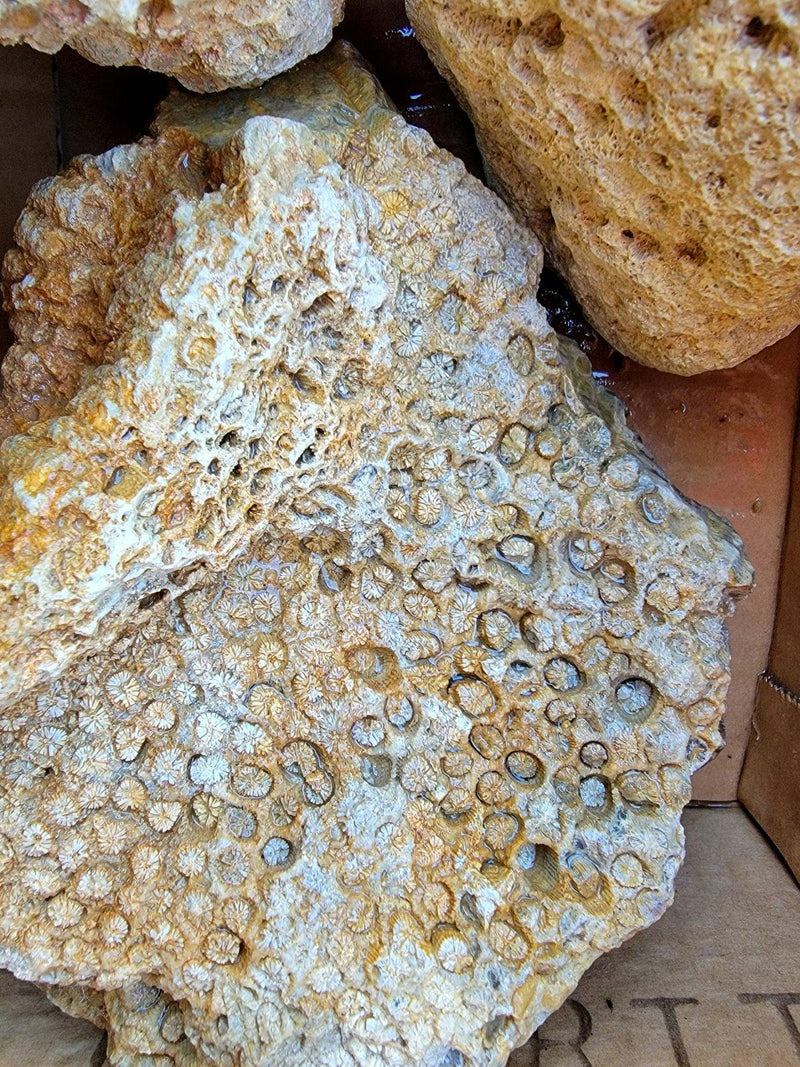 Indonesian Fossil Coral Rough Flatrate! - LapidaryCentral