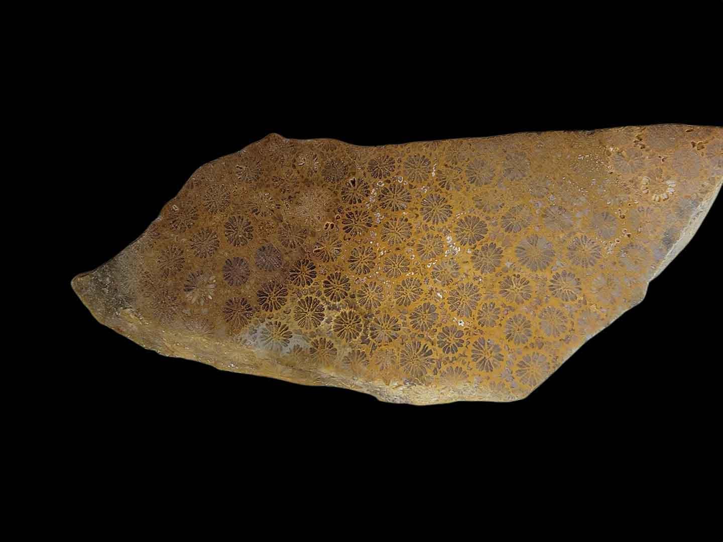 Indonesian Fossil Coral Slab!  Lapidary Stone Slab! - LapidaryCentral