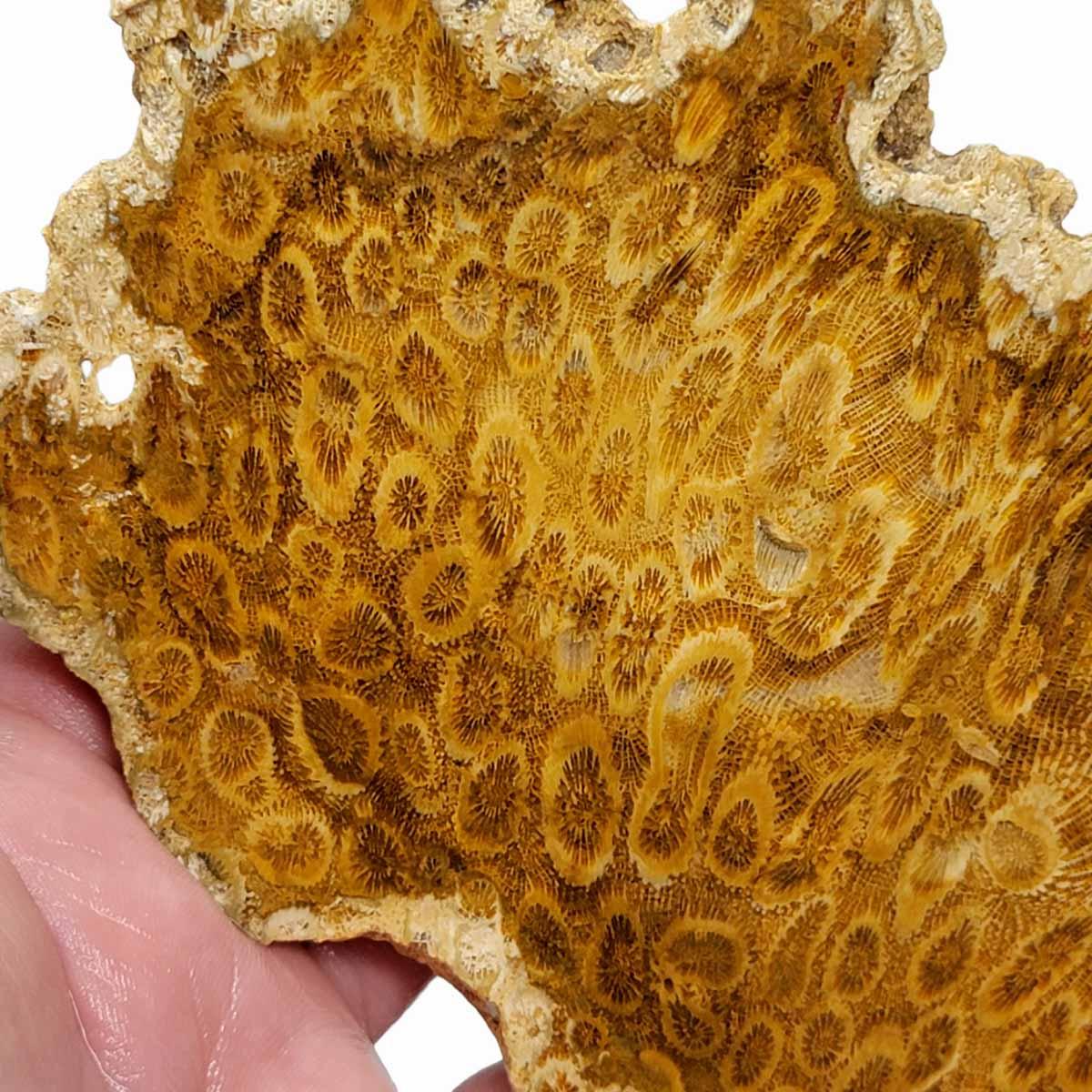 Indonesian Fossil Coral Slab!  Lapidary Stone Slab! - LapidaryCentral