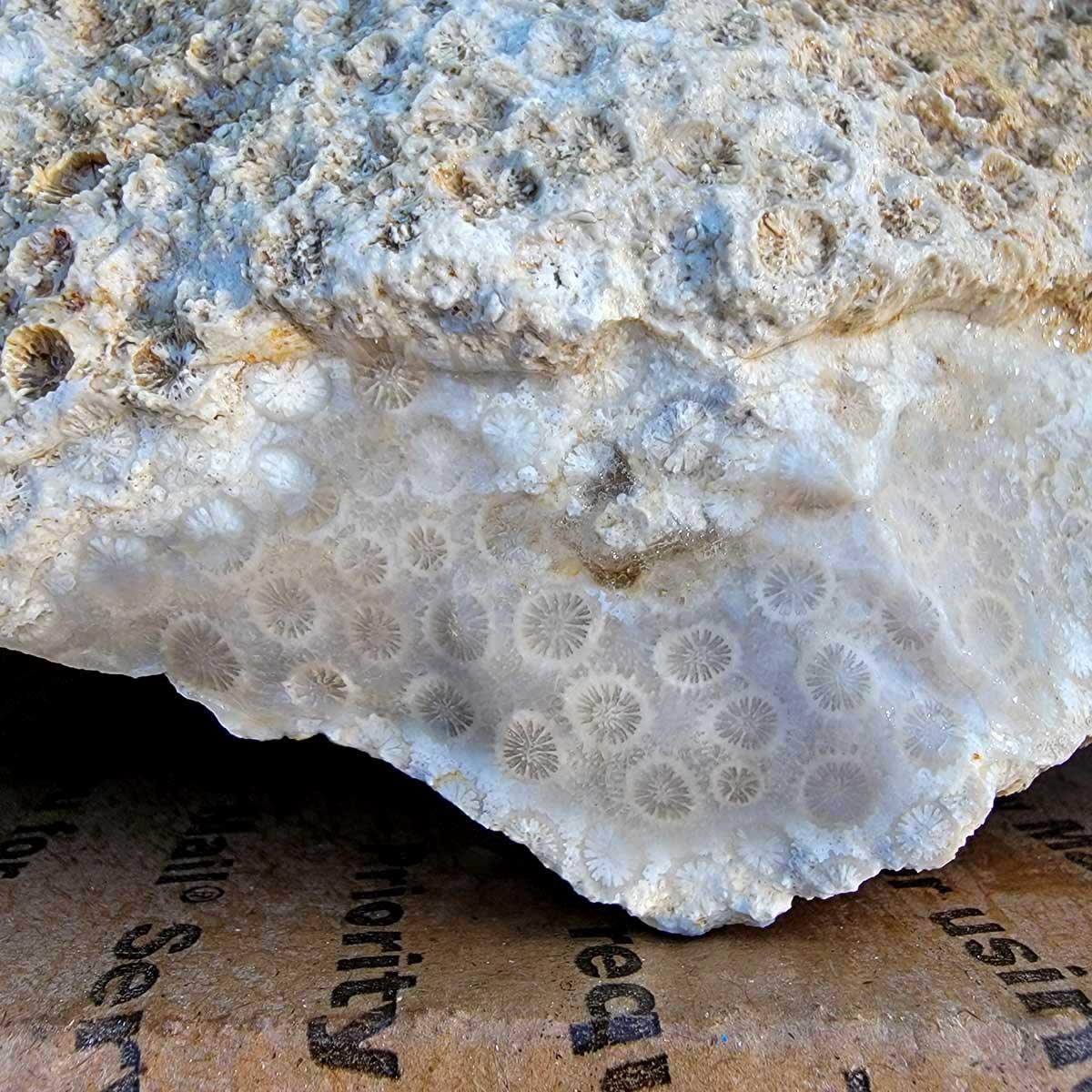 Indonesian Fossil Coral Rough Flatrate! - LapidaryCentral