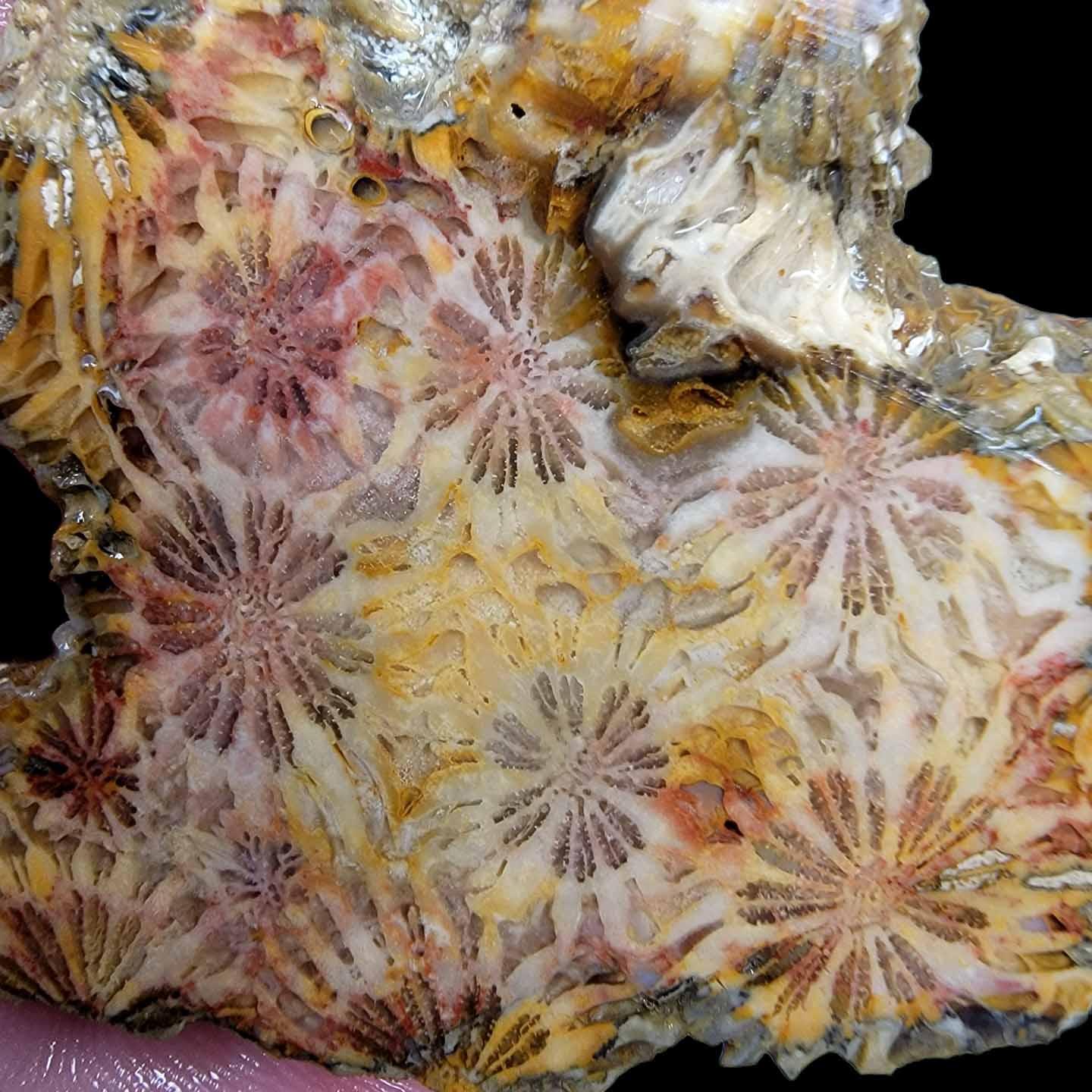 Indonesian Fossil Coral Slab!  Vivid Flowers Showing! - LapidaryCentral