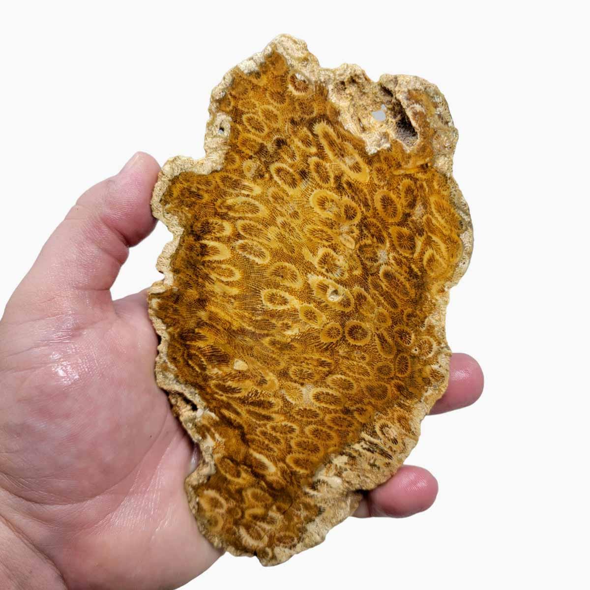 Indonesian Fossil Coral Slab!  Lapidary Stone Slab! - LapidaryCentral