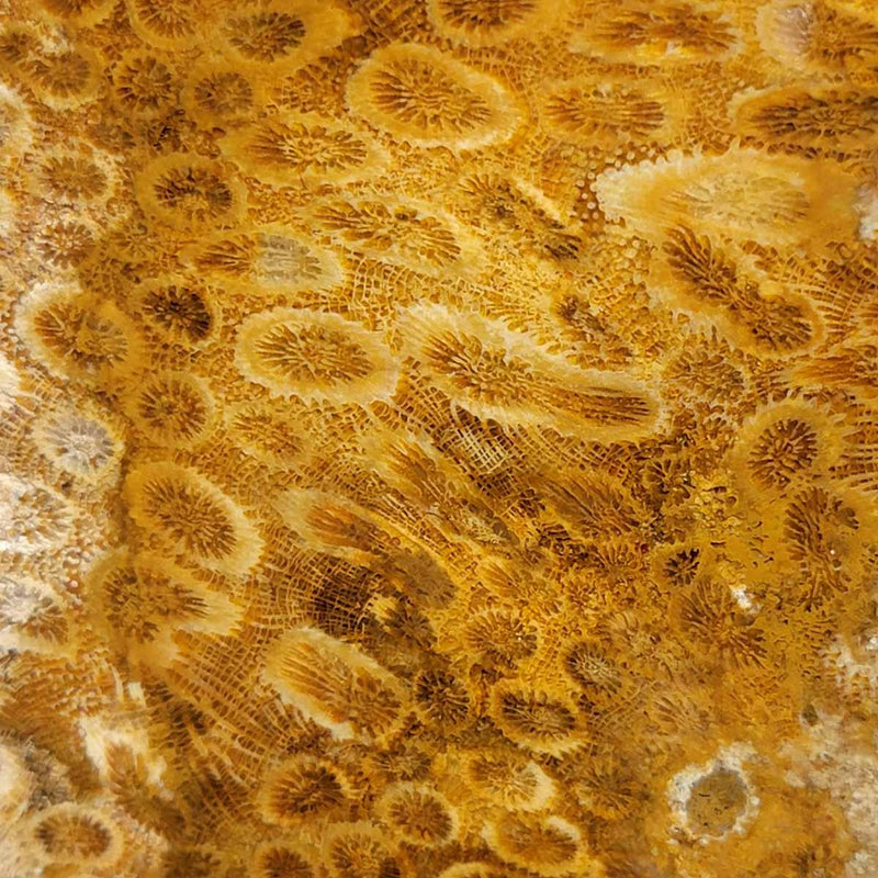 Indonesian Fossil Coral Slab!  Lapidary Stone Slab! - LapidaryCentral