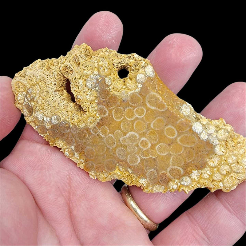 Indonesian Fossil Coral Slab!  Lapidary Stone Slab! - LapidaryCentral