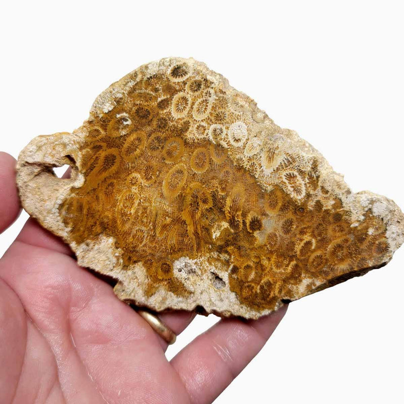 Indonesian Fossil Coral Slab!  Lapidary Stone Slab! - LapidaryCentral