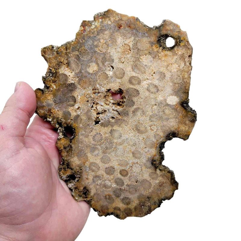 Indonesian Fossil Coral Slab! Lapidary Stone Slab! - Lapidary Central