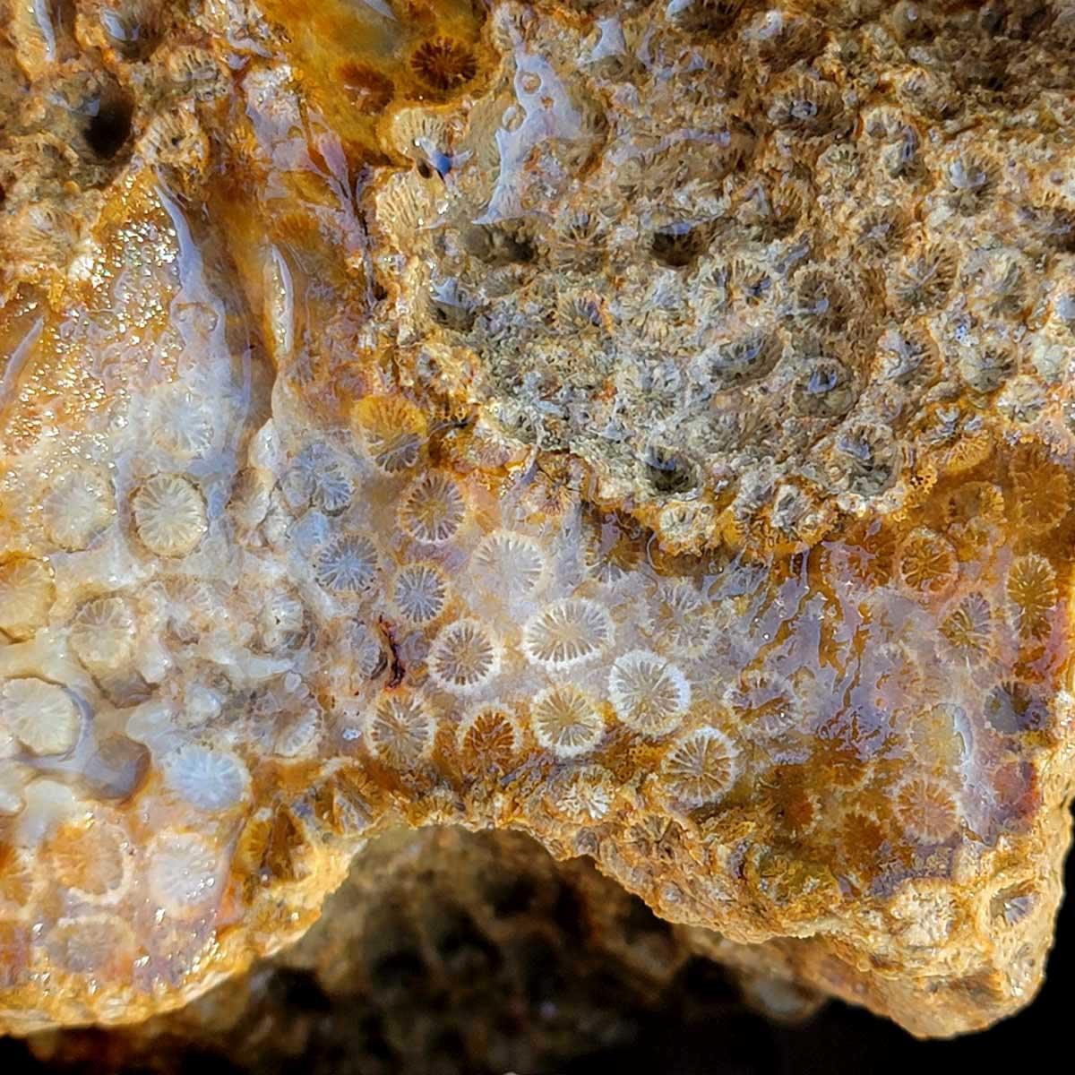 Indonesian Fossil Coral Rough Flatrate! - LapidaryCentral