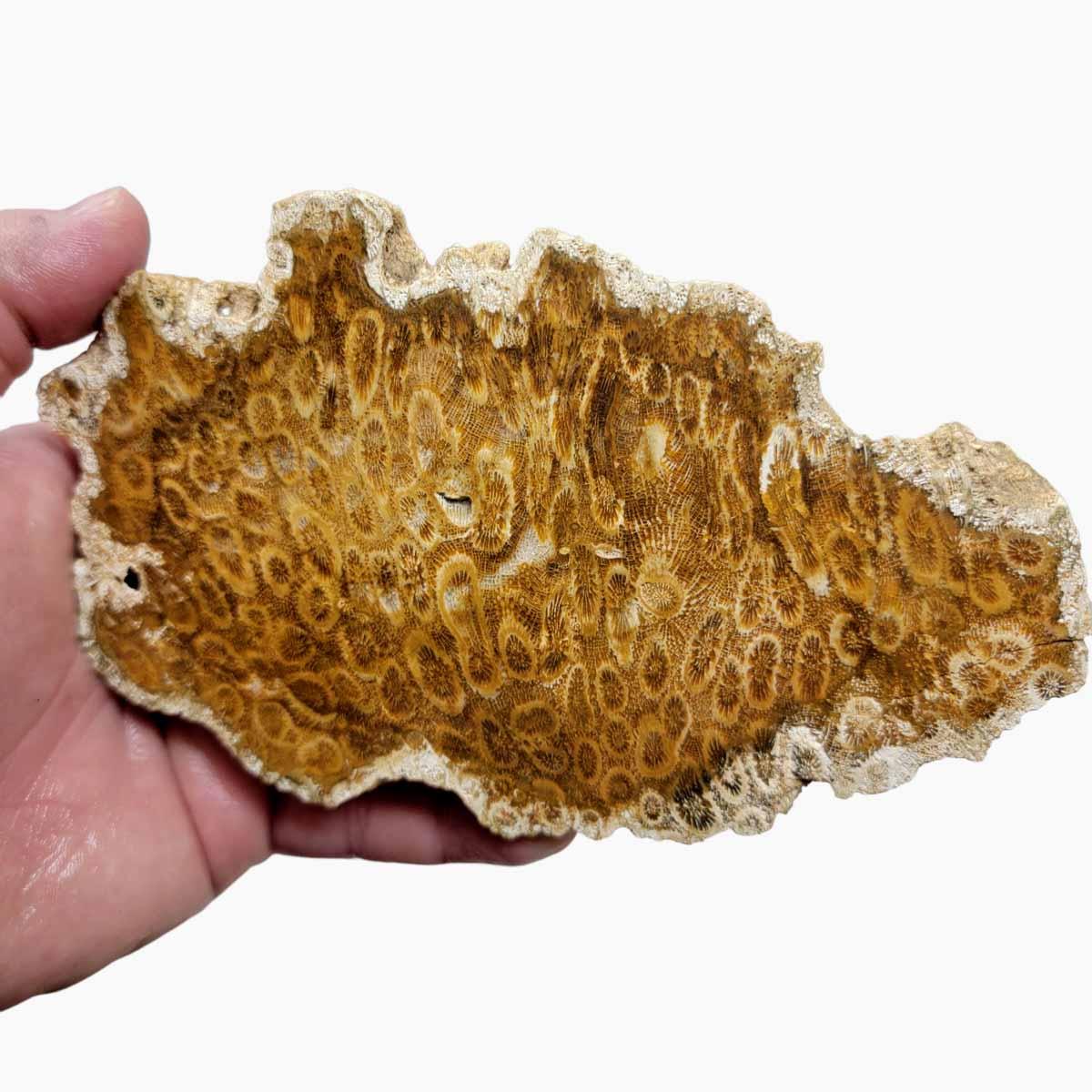 Indonesian Fossil Coral Slab!  Lapidary Stone Slab! - LapidaryCentral