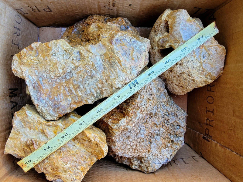 Indonesian Fossil Coral Rough Flatrate! - LapidaryCentral