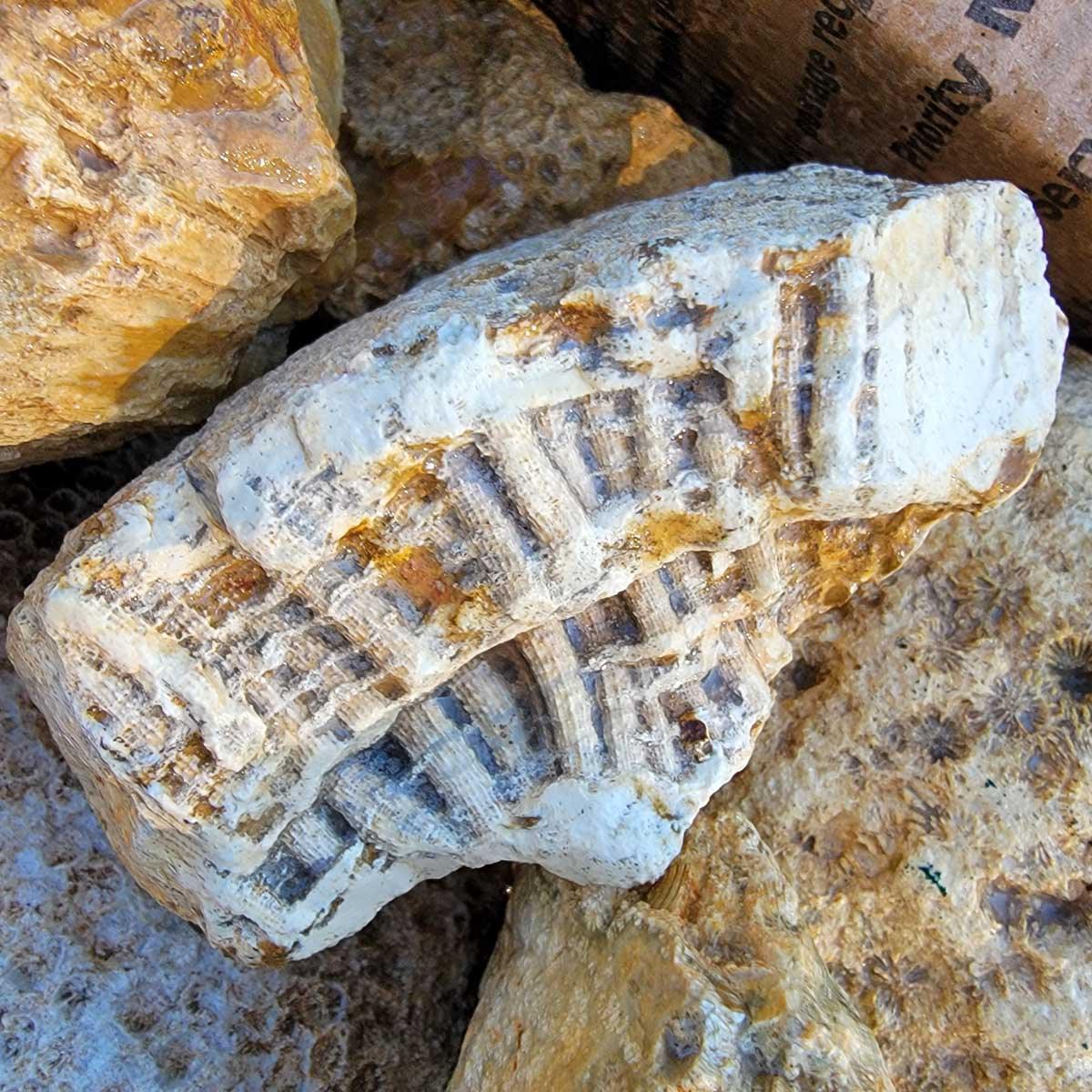 Indonesian Fossil Coral Rough Flatrate! - LapidaryCentral