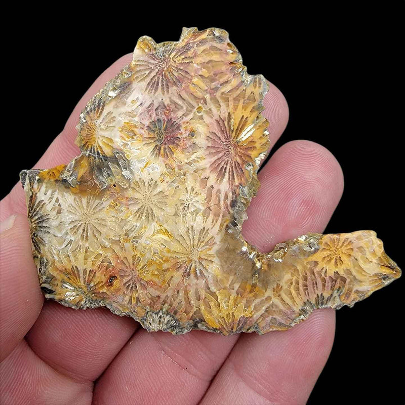 Indonesian Fossil Coral Slab!  Vivid Flowers Showing! - LapidaryCentral
