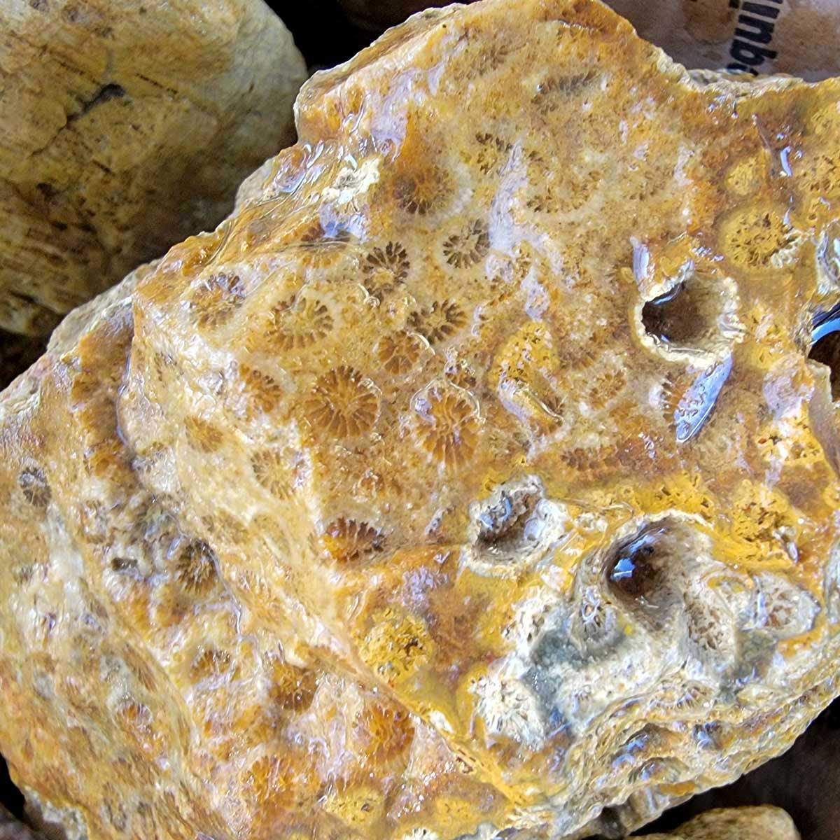 Indonesian Fossil Coral Rough Flatrate! - LapidaryCentral