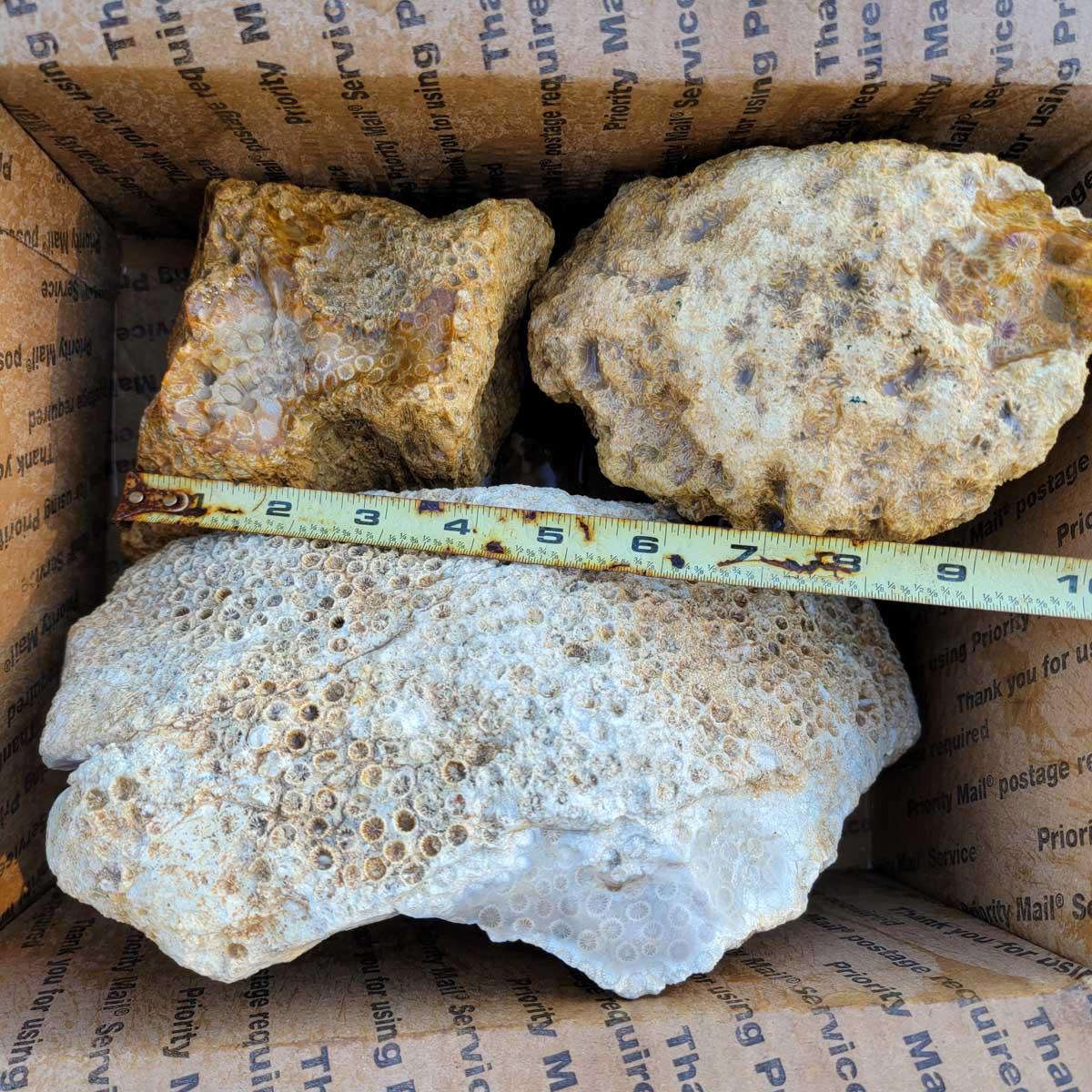 Indonesian Fossil Coral Rough Flatrate! - LapidaryCentral