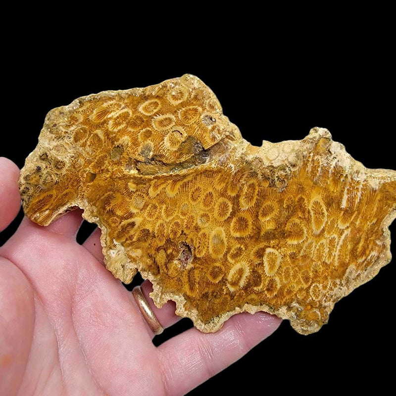 Indonesian Fossil Coral Slab!  Lapidary Stone Slab! - LapidaryCentral