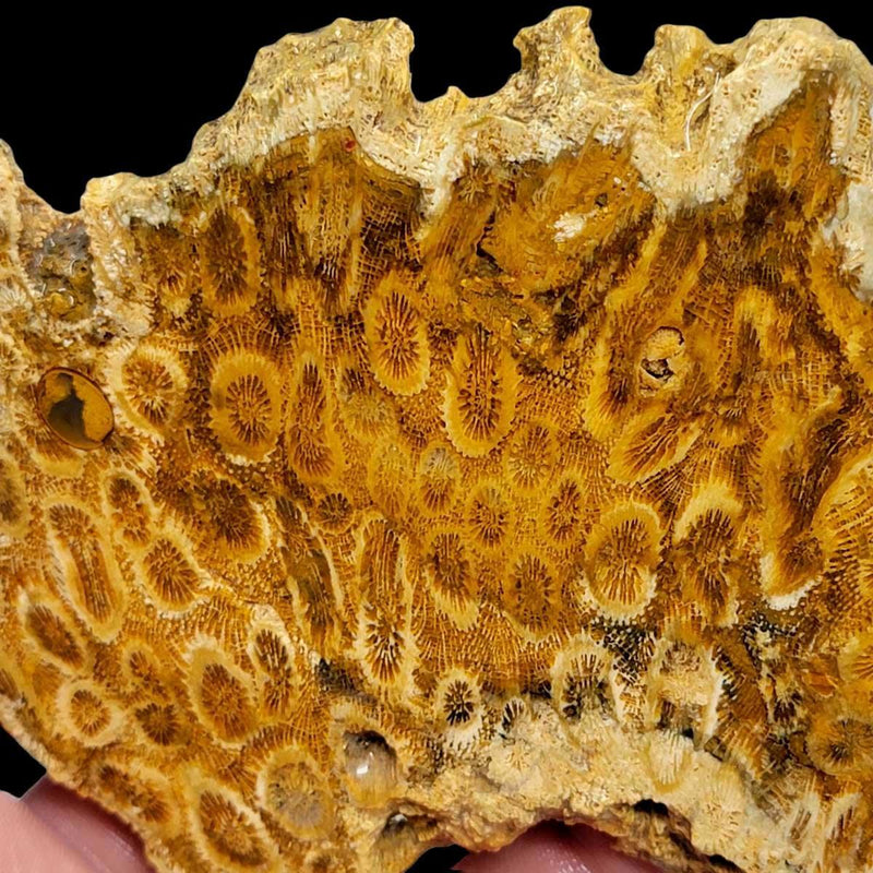 Indonesian Fossil Coral Slab!  Lapidary Stone Slab! - LapidaryCentral