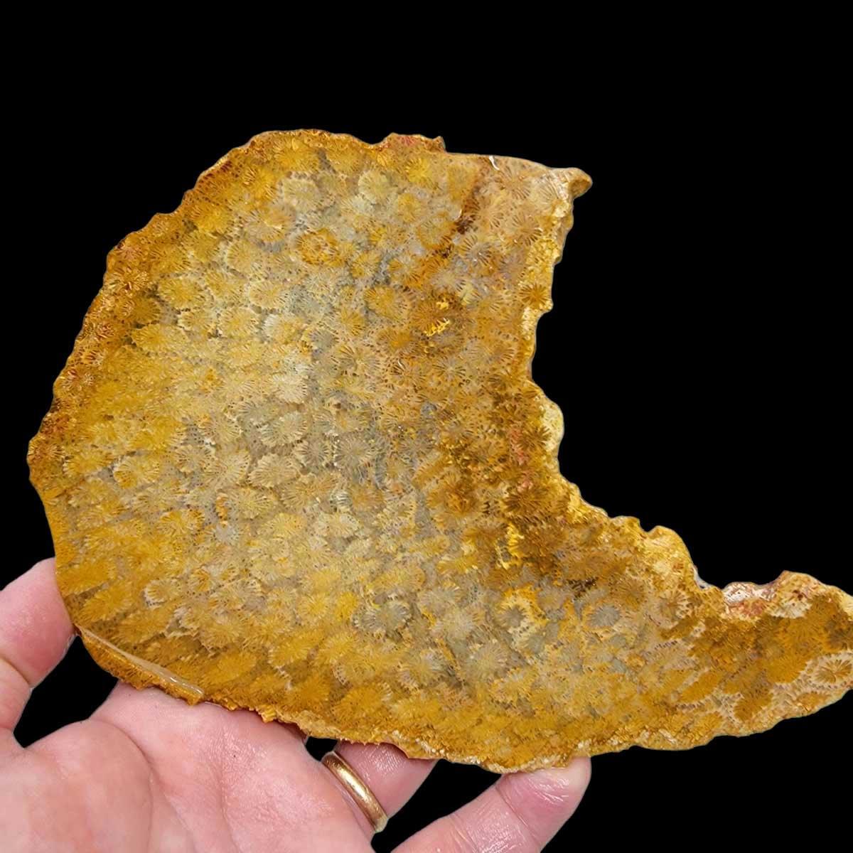 Larger Indonesian Fossil Coral Slab!  Lapidary Stone Slab! - LapidaryCentral