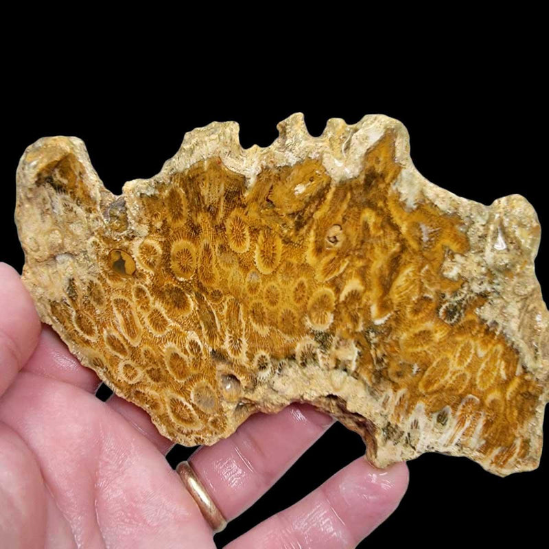 Indonesian Fossil Coral Slab!  Lapidary Stone Slab! - LapidaryCentral