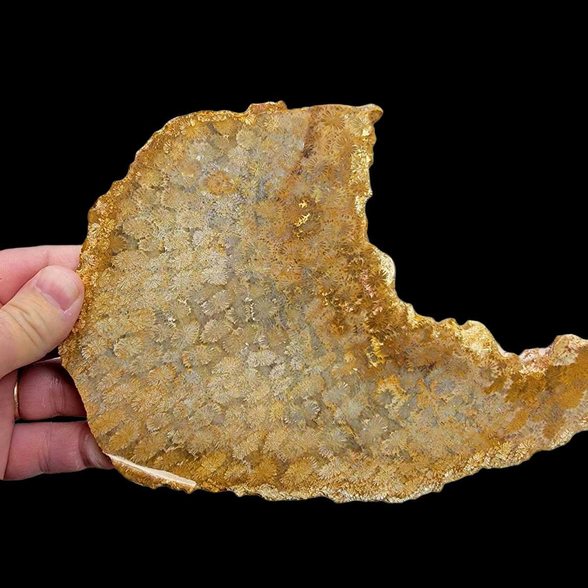 Larger Indonesian Fossil Coral Slab!  Lapidary Stone Slab! - LapidaryCentral