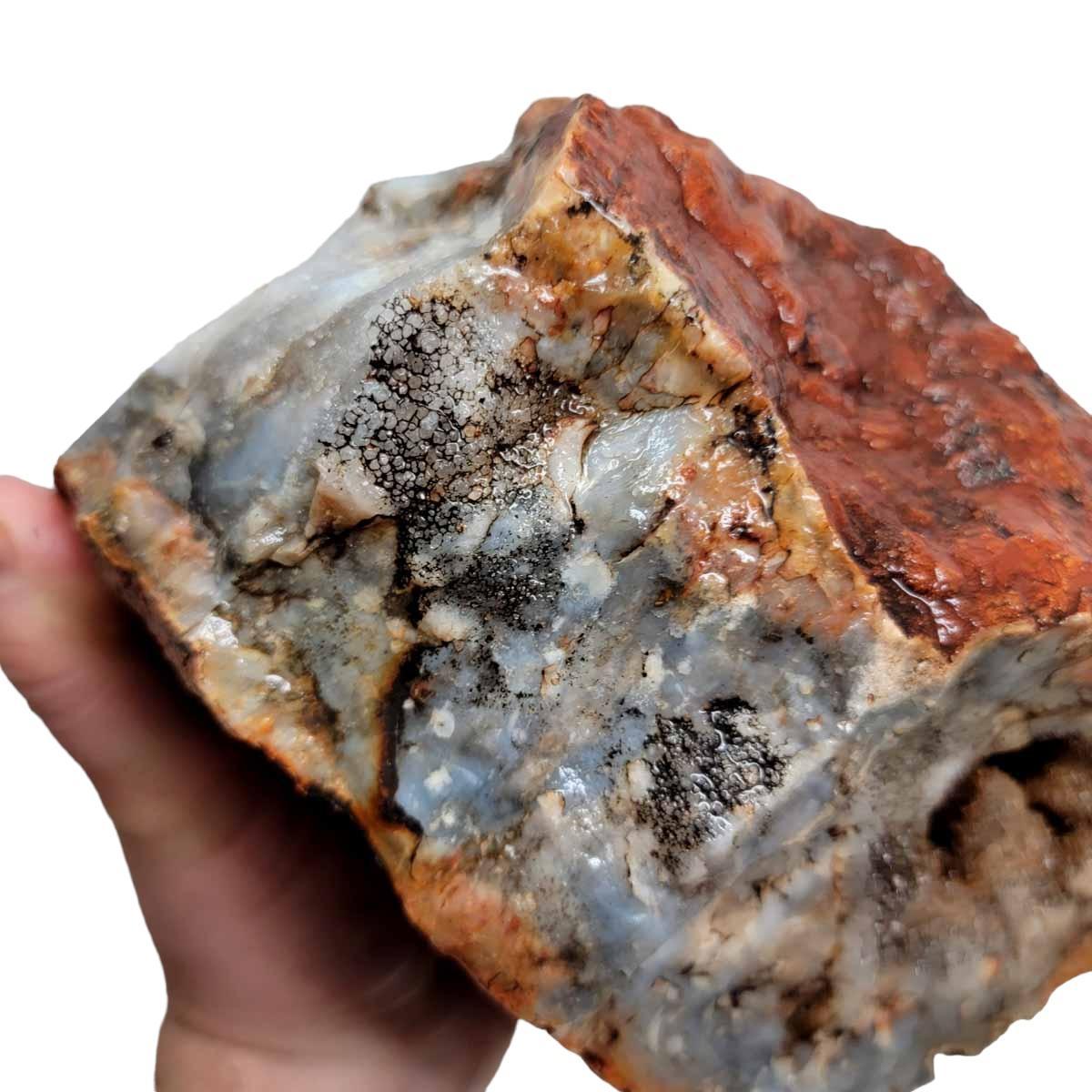 Coprolite Fossil Dino Poo Rough Chunk! - LapidaryCentral