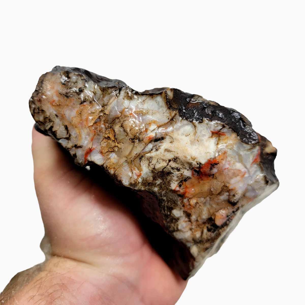 Coprolit Coprolite Fossil Dino Poo Rough Chunk!