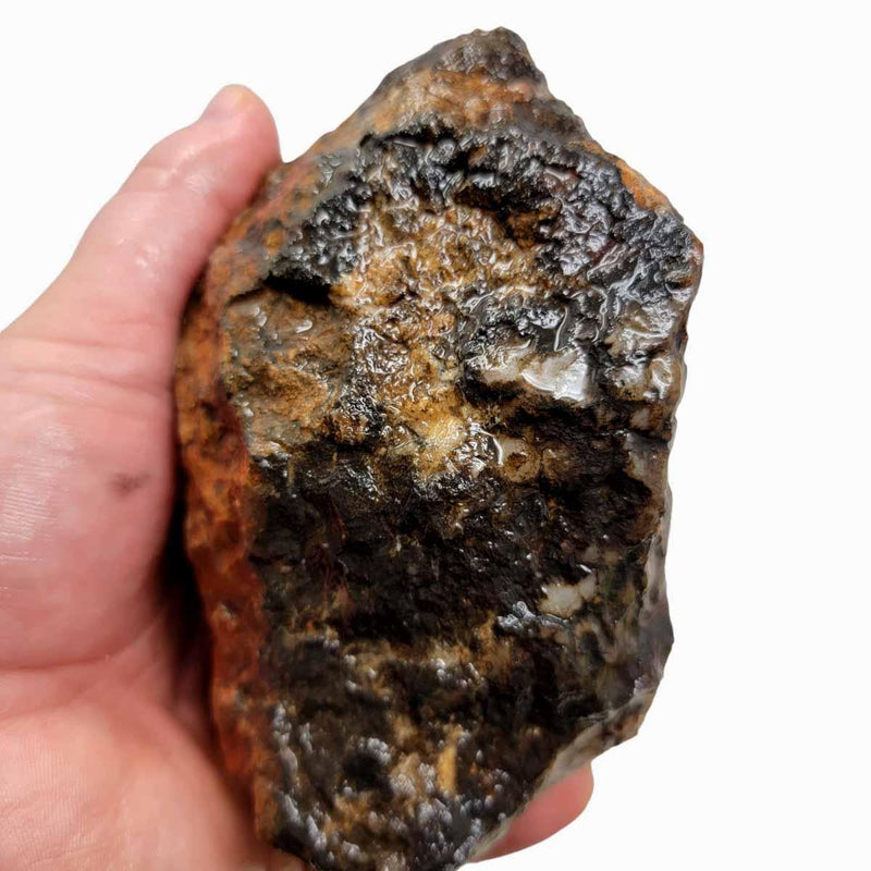 Coprolite Fossil Dino Poo Rough Chunk! - LapidaryCentral