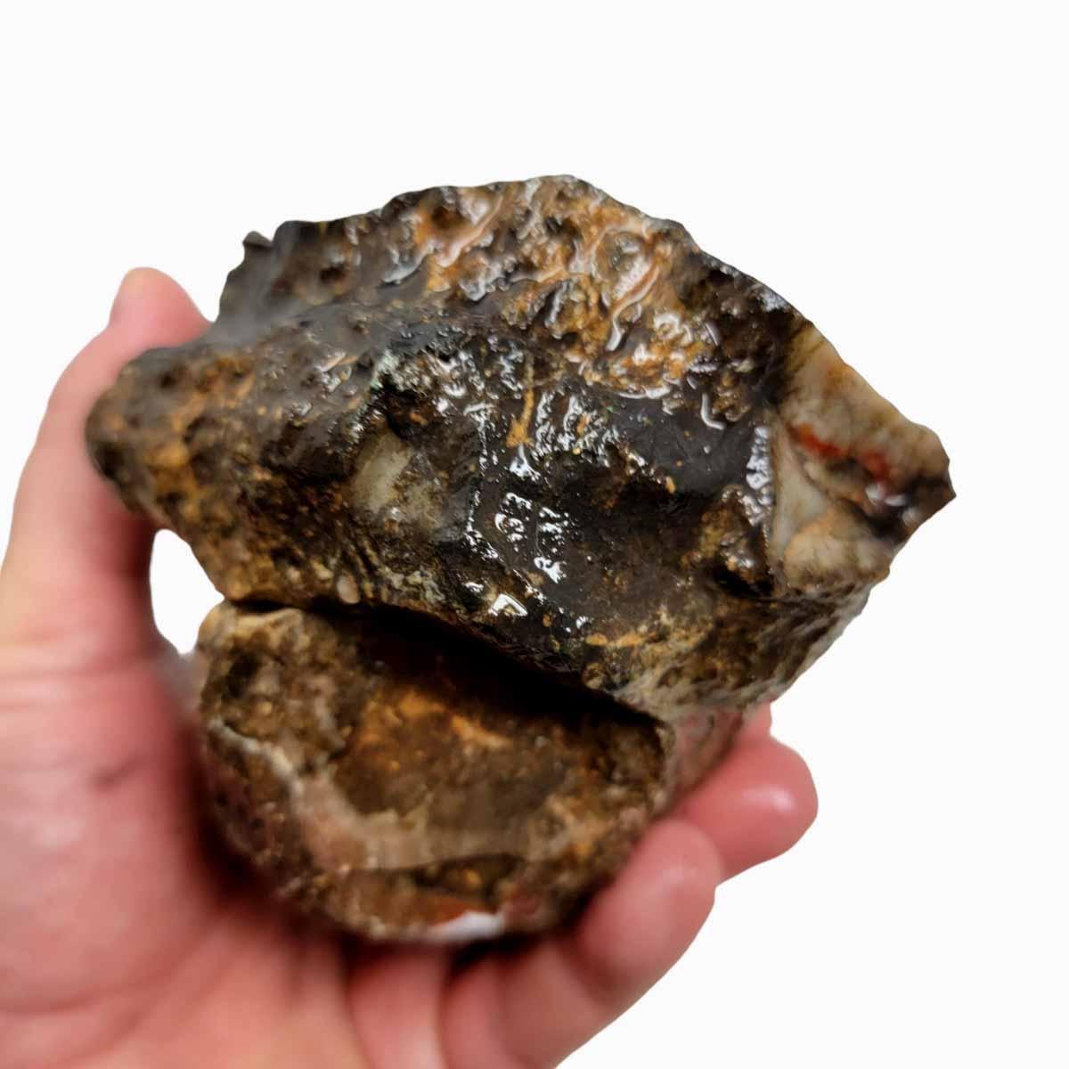 Coprolite Fossil Dino Poo Rough Chunk! - LapidaryCentral