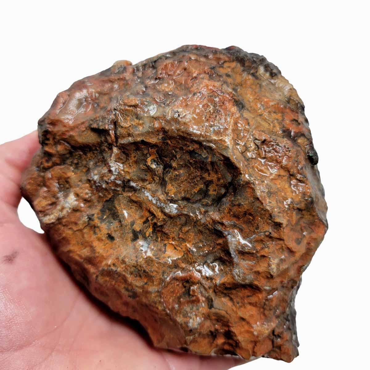 Coprolit Coprolite Fossil Dino Poo Rough Chunk!